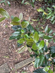 Diospyros whyteana