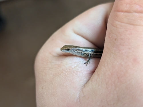 Lampropholis delicata observed 2026-09-25