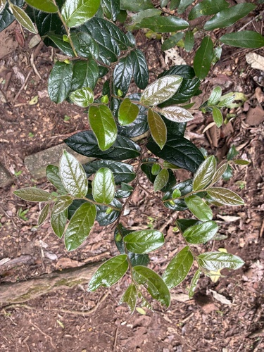 Diospyros whyteana, photograph 2