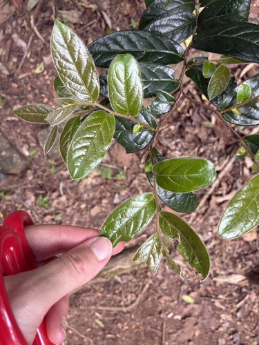 Diospyros whyteana, photograph 3