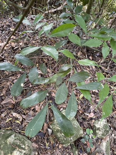 Archidendron lucidum observed 2026-09-26
