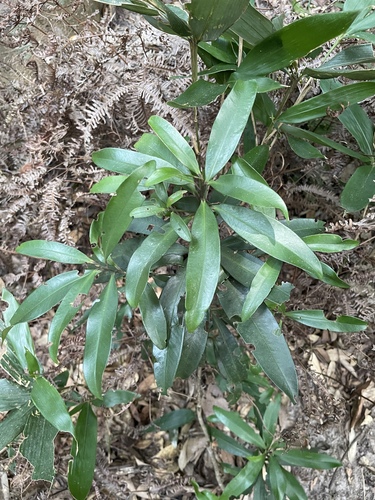 Myrsine seguinii observed 2026-09-26