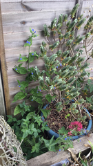 Pentaglottis sempervirens