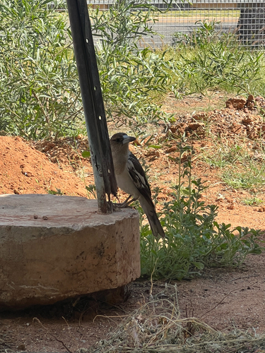 Pied Butcherbird