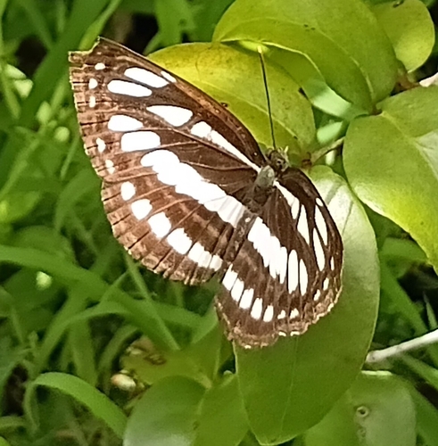Common Sailer