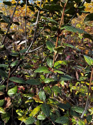 Shepherdia canadensis