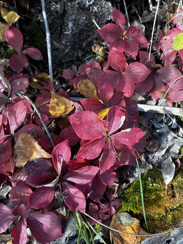 Cornus canadensis