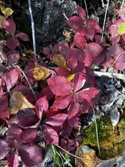 Cornus canadensis