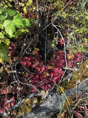 Cornus canadensis, photograph 2