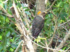 Melanerpes aurifrons