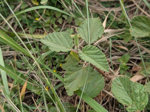 Waltheria indica
