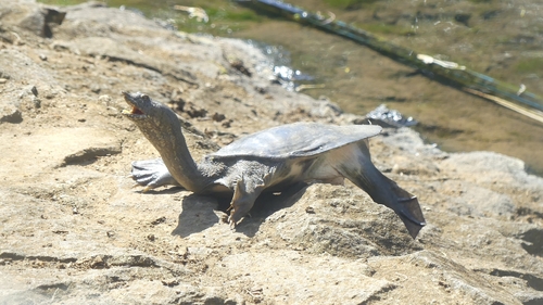 Chinese Softshell Turtle