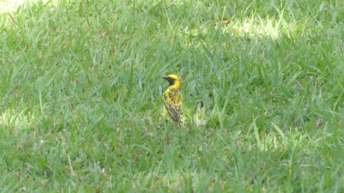 Village Weaver