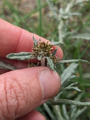 Euchiton sphaericus