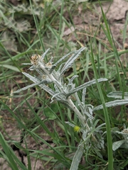 (c) Nina Kerr, some rights reserved (CC BY) Euchiton sphaericus, photograph (c) Nina Kerr, some rights reserved (CC BY)