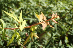 Berberis nevinii