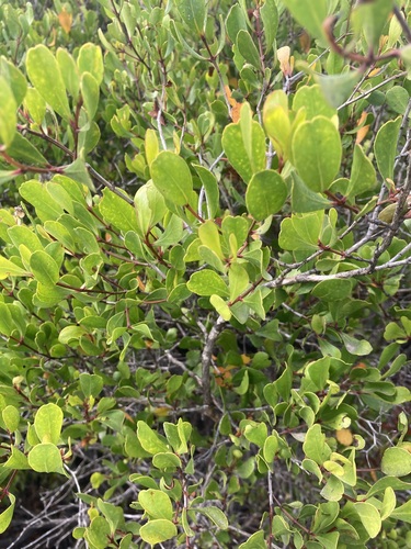Osbornia octodonta observed 2026-09-27
