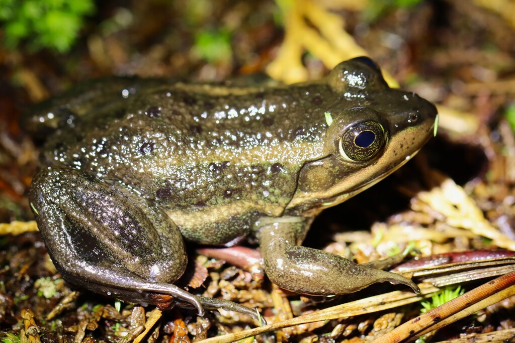 Carpenter Frog