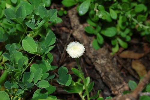 Leiocarpa supina, 2026-09-23