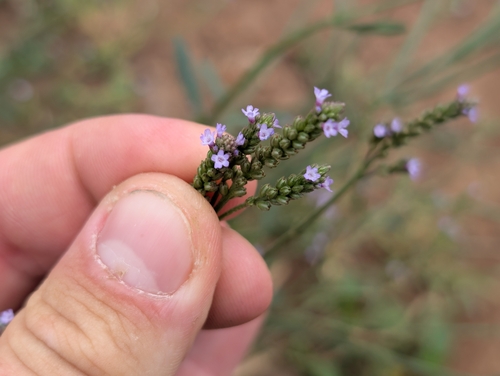 Verbena litoralis observed 2026-09-25