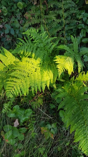 Common Lady Fern
