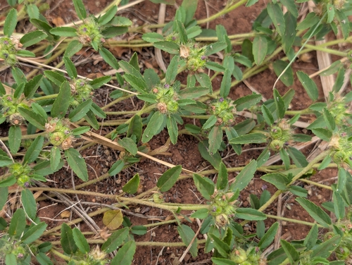 Sida ciliaris observed 2026-09-25
