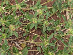 Sida ciliaris