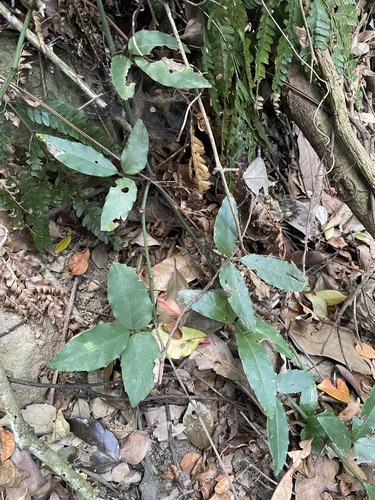 Tetrastigma dentatum observed 2026-09-26