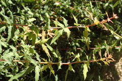 Berberis nevinii