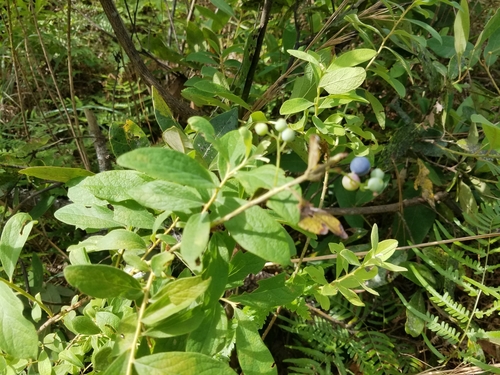 Gaylussacia tomentosa image
