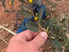 Chamaecrista nictitans