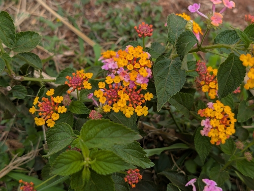 Lantana camara, 2026-09-25