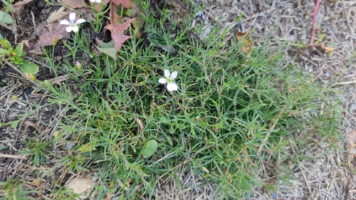 Tunicflower