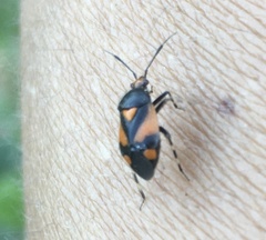 Deraeocoris schach