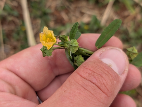 Sida spinosa observed 2026-09-25