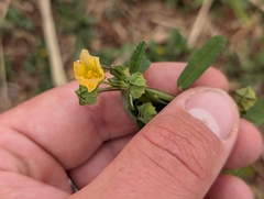 Sida spinosa
