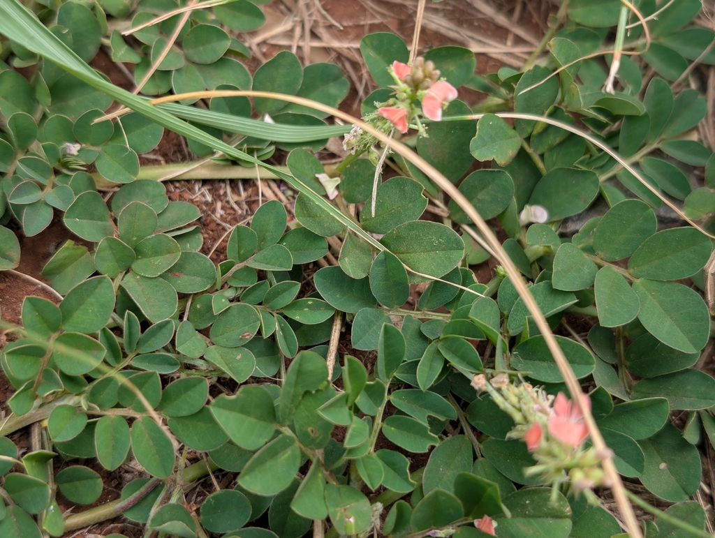 Indigofera spicata; photograph author not stated, no rights reserved