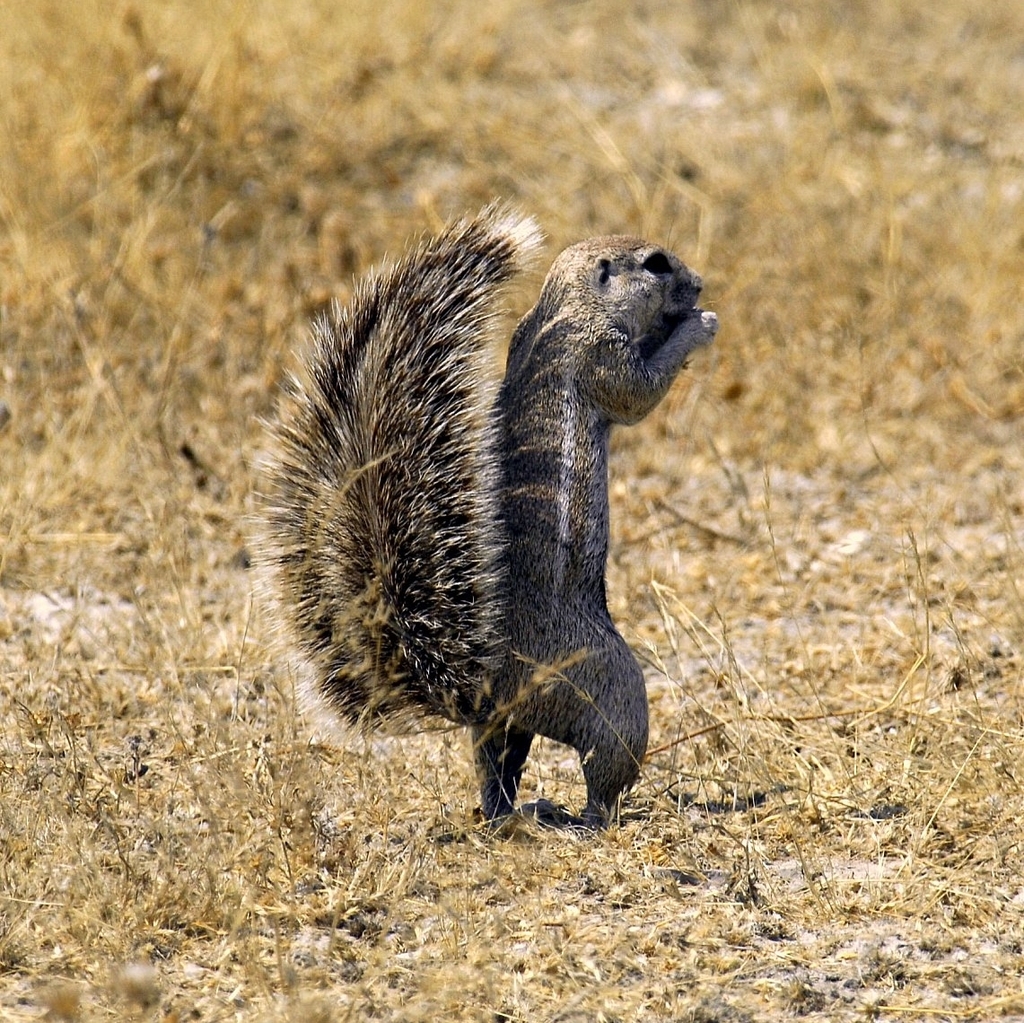 Damara Ground Squirrel (Geosciurus princeps)