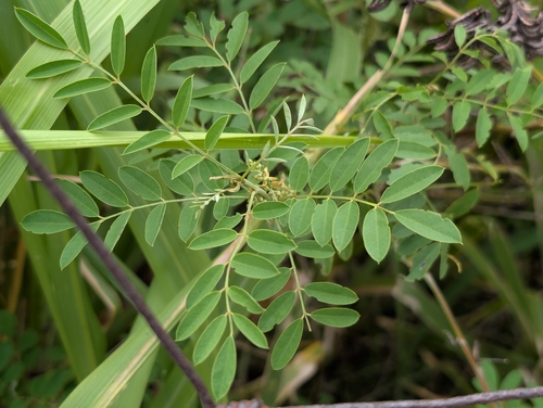 Indigofera, 2026-09-25