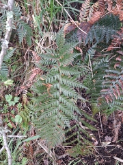 Polystichum neozelandicum