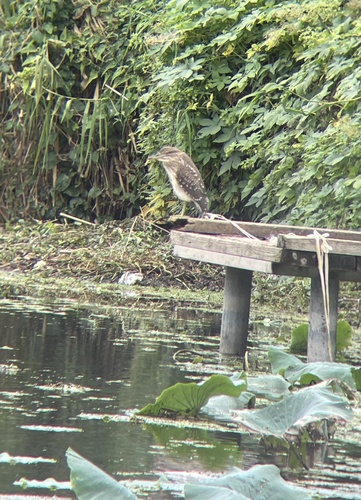 Black-crowned Night Heron