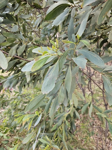 Acacia obliquinervia observed 2026-09-27