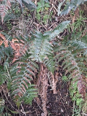 Polystichum neozelandicum, photograph (c) Lorraine Cook, some rights reserved (CC BY)