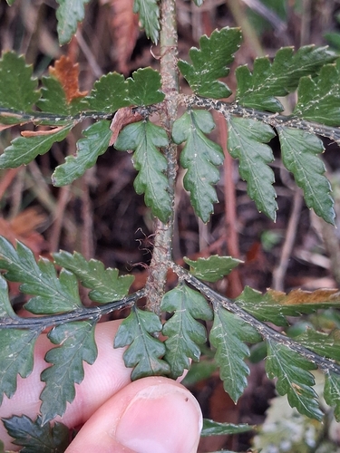 Polystichum neozelandicum, photograph 3