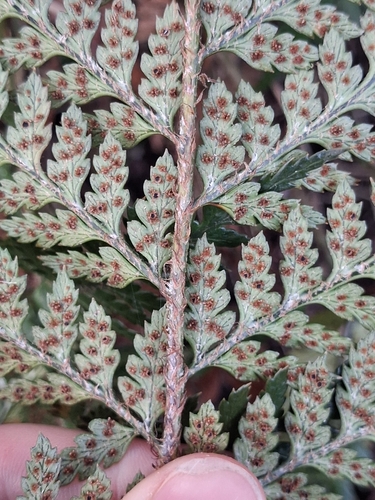 Polystichum neozelandicum, photograph 4