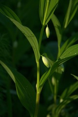 Polygonatum humile