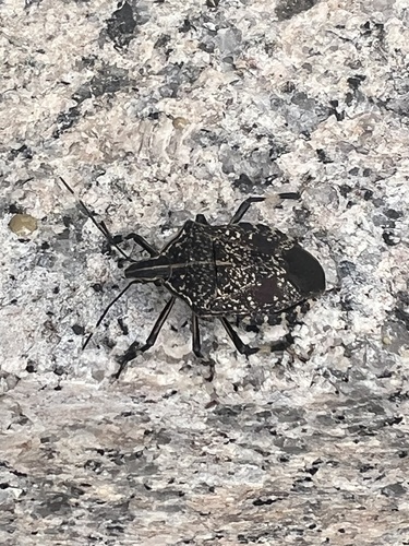 Yellow-spotted Stink Bug