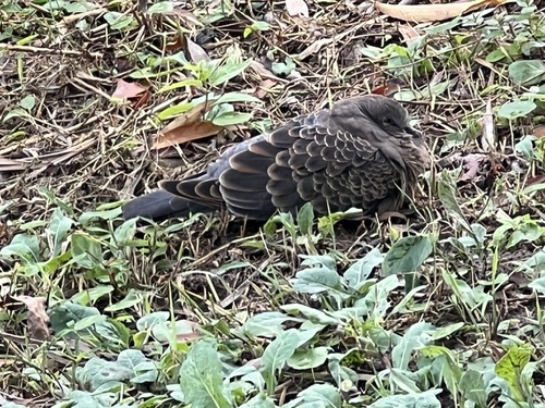 Oriental Turtle-Dove