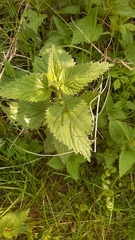 Urtica dioica dioica