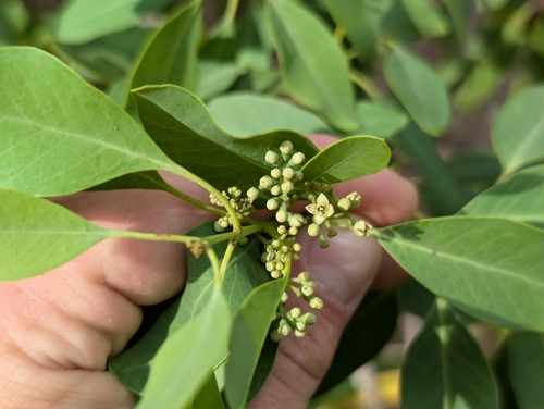 Santalum ellipticum observed 2026-09-25